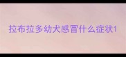 拉布拉多幼犬感冒什么症状