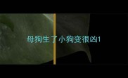 母狗生了小狗变很凶