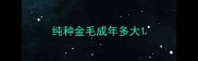 纯种金毛成年多大