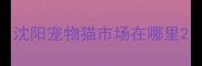 沈阳宠物猫市场在哪里