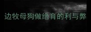 边牧母狗做绝育的利与弊