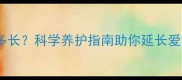 金毛犬寿命有多长科学养护指南助你延长爱犬寿命至15年