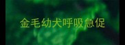 金毛幼犬呼吸急促