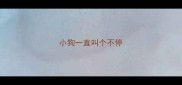 小狗一直叫个不停
