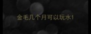 金毛几个月可以玩水
