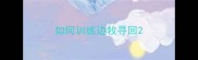 如何训练边牧寻回