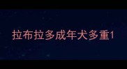 拉布拉多成年犬多重