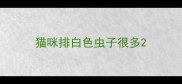 猫咪排白色虫子很多