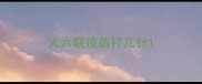 犬六联疫苗打几针
