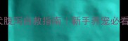 救命哈士奇幼犬腹泻自救指南新手养宠必看肠胃护理全攻略