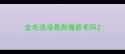 金毛洗澡是剃腹底毛吗