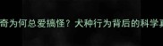 哈士奇为何总爱搞怪犬种行为背后的科学真相