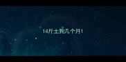 14斤土狗几个月