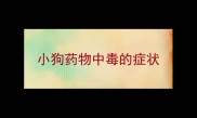 小狗药物中毒的症状