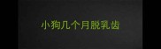 小狗几个月脱乳齿