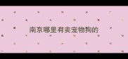 南京哪里有卖宠物狗的