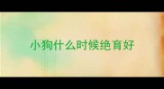 小狗什么时候绝育好