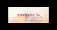 泰迪犬需要关笼子吗