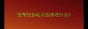 拉布拉多幼犬应该吃什么