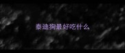 泰迪狗最好吃什么
