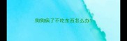 狗狗病了不吃东西怎么办
