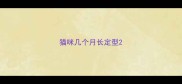 猫咪几个月长定型