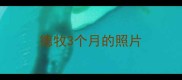 德牧3个月的照片