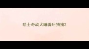 哈士奇幼犬睡着后抽搐