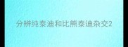 分辨纯泰迪和比熊泰迪杂交