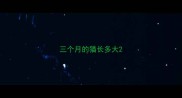 三个月的猫长多大