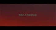 狗狗几个月配种好些