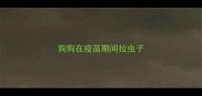 狗狗在疫苗期间拉虫子