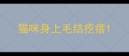 猫咪身上毛结疙瘩