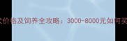 刚满月泰迪幼犬价格及饲养全攻略3000-8000元如何买到健康泰迪