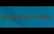 边牧发情多少天配种