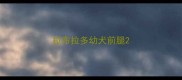拉布拉多幼犬前腿