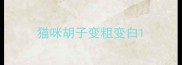 猫咪胡子变粗变白