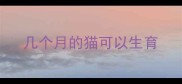 几个月的猫可以生育