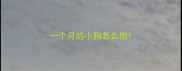 一个月的小狗怎么抱