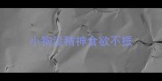 小狗没精神食欲不振