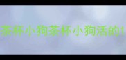 茶杯小狗茶杯小狗活的
