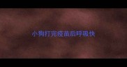 小狗打完疫苗后呼吸快