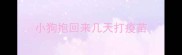 小狗抱回来几天打疫苗