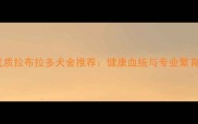 广东优质拉布拉多犬舍推荐健康血统与专业繁育指南