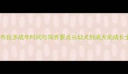 科学拉布拉多成年时间与饲养要点从幼犬到成犬的成长全指南