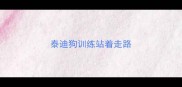 泰迪狗训练站着走路