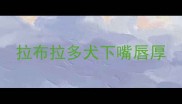 拉布拉多犬下嘴唇厚