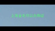 上海金毛可以办狗证