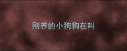 刚养的小狗狗在叫
