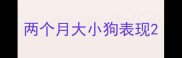两个月大小狗表现